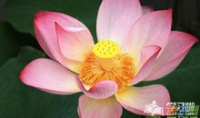 关于荷花的作文：荷花真美丽_450字