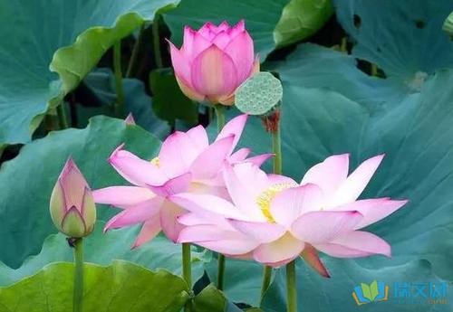 莲花的组成：Pokhua（2）_350字