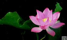 关于荷花的作文：赞荷花_350字