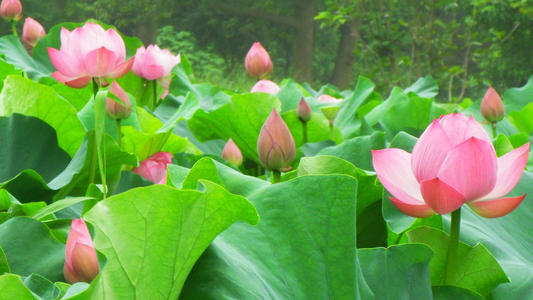 关于莲花组成：Shili Lotus _550字