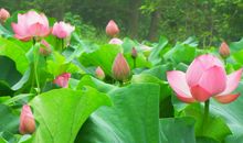 关于荷花的作文：十里荷花香_550字