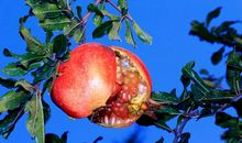 外婆家的石榴树_800字