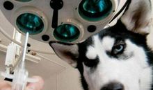 一次打针的经历_700字