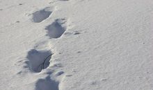 雪地的脚印_900字