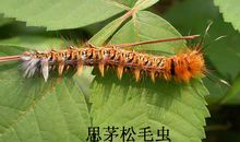 寻找美国白蛾蛹_500字