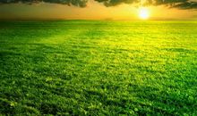 美丽的田野_300字