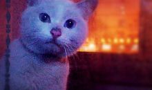 心碎了无痕_1500字