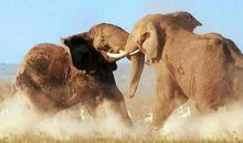 动物的大战_650字