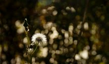 小蒲公英看世界_600字