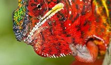 大自然的呼救声_700字