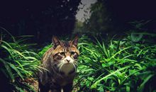 山中无“老虎”_800字