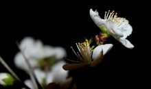 静默花开_1000字