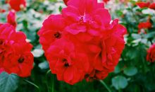 胭脂冷（二）_1200字