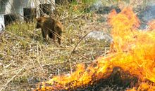 蚂蚁逃出火海_250字
