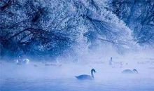 幽幽情愫_1200字