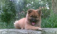 我是一只小狗_550字