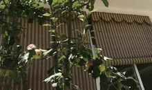 院子里的苹果树_350字