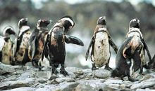 环境与污染_500字