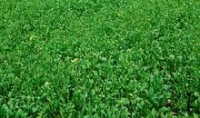 神圣，因你而名_1200字