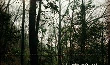 往事难洗，何况是你_1200字