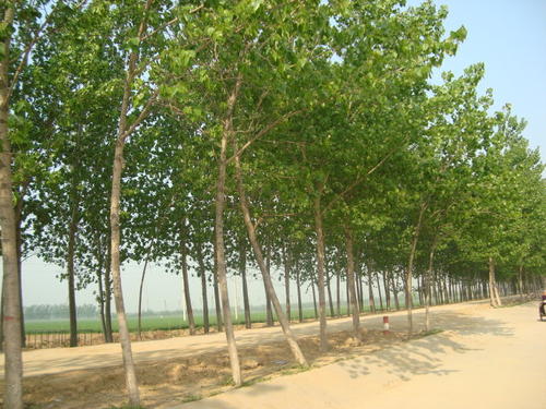 杨树在学校门_1500字