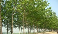 校门口的白杨_1500字