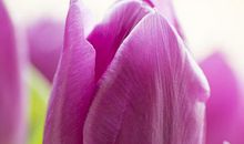 紫色郁金香的爱（3）_1200字