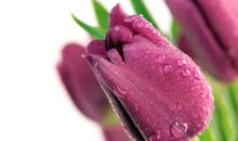 紫色郁金香的爱（2）_1200字