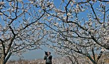 转角，沁人香_1200字