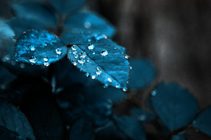 雨滴_550字
