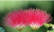 花落苦情树下（四）_400字