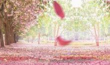 落花苦情树下（二、三）_750字