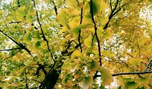 致所有身边不离不弃的朋友！_2000字