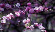 卜运如梦（19）_1500字