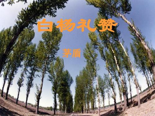 阅读“白杨”感觉_550字