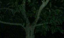 初中三年（第八章）离家出走_900字