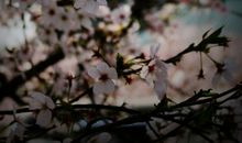 勿忘那年樱花开（一）_450字