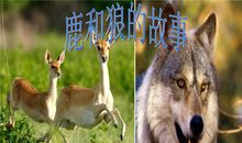 一只狼的故事（三）_450字