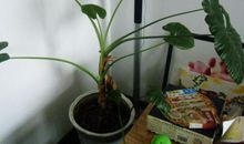 成长进行时_750字