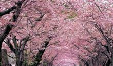 樱花树下的你我，还在吗_1500字