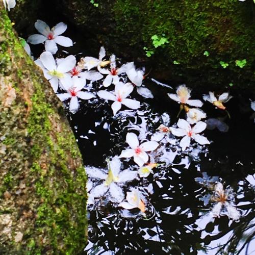 树下落花（5）_800字