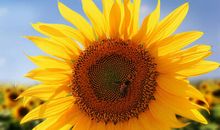 花开陌缘 第四章_1500字