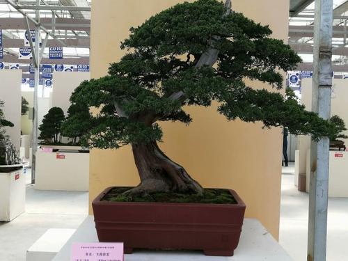 Rugao Bonsai _800字