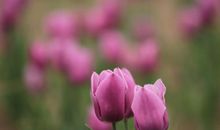 紫色郁金香的爱（6）_3000字