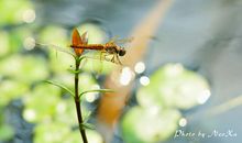 聆听自然 感悟自然_750字