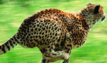 适者生存【4】_1200字