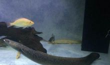 对战“米老鱼”_250字