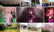 樱花树下等风来_1200字