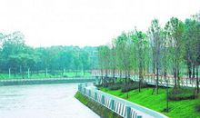 如若（古坑新文）_2000字