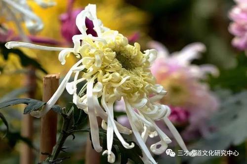 花事务_800字